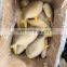 golden pompano frozen golden pompfret frozen golden pompano fish trachinotus ovatus