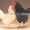 liquid probiotics for poultry / liquid compound probioitcs for poultry drinking water SUKAFEED-AB