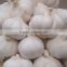super white pure white garlic 5.0cm in carton