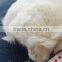 100% Chinese sheep cashmere, 27.5 mic& 40-50mm, raw white color, 100% real pictures