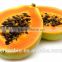 GMP manufacturer supply 100% natural high quality papaya extract powder