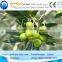 electric olive harvester walnut harvesting machine