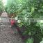 hydroponic U-type gully or gutter Food grade