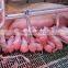 Animal Husbandry Equipment for piglets swine equipment