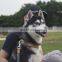 manufacture dog products supplier collar and leash set for pets accept custom