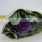 Good quality latest Purple brassica
