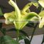 Fashion yellow king lilies flower