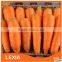 New crop fresh red carrots