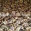 Supply with Chinese Walnut Kernels Light Amber Halves For Sales