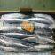 frozen pacific saury for bait fishing