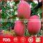 Wholesale red fuji apple and fresh fruits