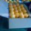 NAVEL ORANGE&