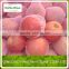 New crop Yantai Grade 1 Apple from China