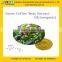 GMP Factory Supply 100% Natural Green Coffee Bean Extract