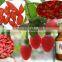 GMP manufacturer supply natural Dried Ningxia Goji Berries/China medlar fruits