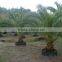 Hot Wholesale Outdoor Ornamental Decrotive Landscaping Phoenix Sylvestris Palm Trees Plants