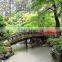 Easy to breed foliage plant Palace Graden Yard Green Landscape