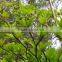 Tabebuia pentaphylla