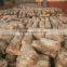 spawn logs of shiitake mushroom