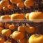 Persimmon extract drying hanger clip Made in Japan