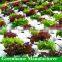 Lettuce hydroponics greenhouse roofs with UV plastic polycarbonate sheet