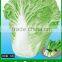 CC05 SD No.5 early ripe Chinese cabbage seed, hybrid Chinese cabbage seeds