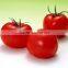 top quality high purity hybrid tomato seeds from china