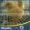 Chicken Farm Building Poultry Farm Plastic Slats