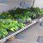 A39 Vegetable seedings nursery trolley