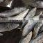 Best Quality Reasonable Price Frozen Bonito Sarda Sarda