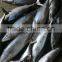 Euthynnus Lineatus skipjack tuna whole round 1.8kg+