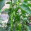 China green  pepper seeds sweet pepper greenhouse plant  pepper seeds no.36