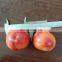 IQF Frozen Plum Peach Halve Freezing Nectarine