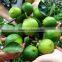 Fresh Green Lemon 2014 - Good price and high quality