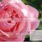 Mendior Face whitening hydrating rose face cream OEM custom brand