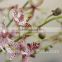 flowers artificial lifelike long stem dendrobium orchid for sale