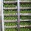 Hydroponics Animal Fodder Machine Green Feed Livestock Fodder sprout machine hydroponic fodder system