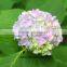 Home Decoration Flowers Single Large Size Fresh Cut Hydrangea For White Hydrangea Bouquet