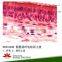 Teaching and lab science individual histology slides microscope accessories