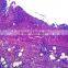 zoology pathology /animal pathology prepared slides for microscopes