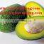 Supply Fresh Avocado Fruit