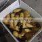 Superior Fresh Ginger In Good Condition