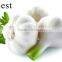 PURE WHITE FRESH GARLIC 6.0CM