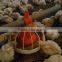 High performance automatic broiler chicken farming equipment