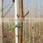 Multipurpose hot sell nursery stake