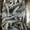 Frozen Sardinella Fish (Sardinella Longiceps) WR for Canning