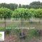 Ficus panda 1 ball ( 1 step) nursery