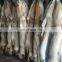Dressed coyote skins ready for garments use
