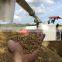 High Productivity Grain Combine Harvester 2180mm Cutting Width Similar Kubota Mini Harvester Hydraulic Type Grain Unloading