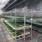 500kg per day automatic hydroponic fodder machine for dairy livestock/barley sprout machine